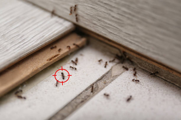 Best Pest Prevention Services  in Reading, PA