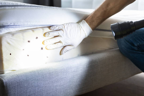 Best Rat Extermination Near Me  in Reading, PA