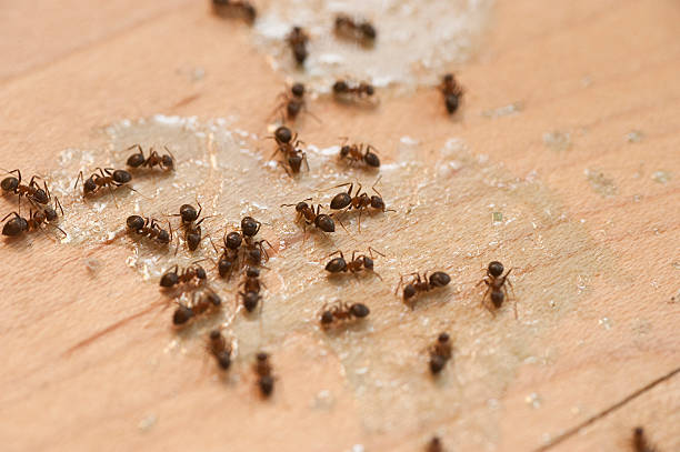 Best Exterminator Services  in Reading, PA