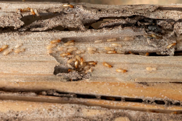 Best Best Pest Control Companies  in Reading, PA